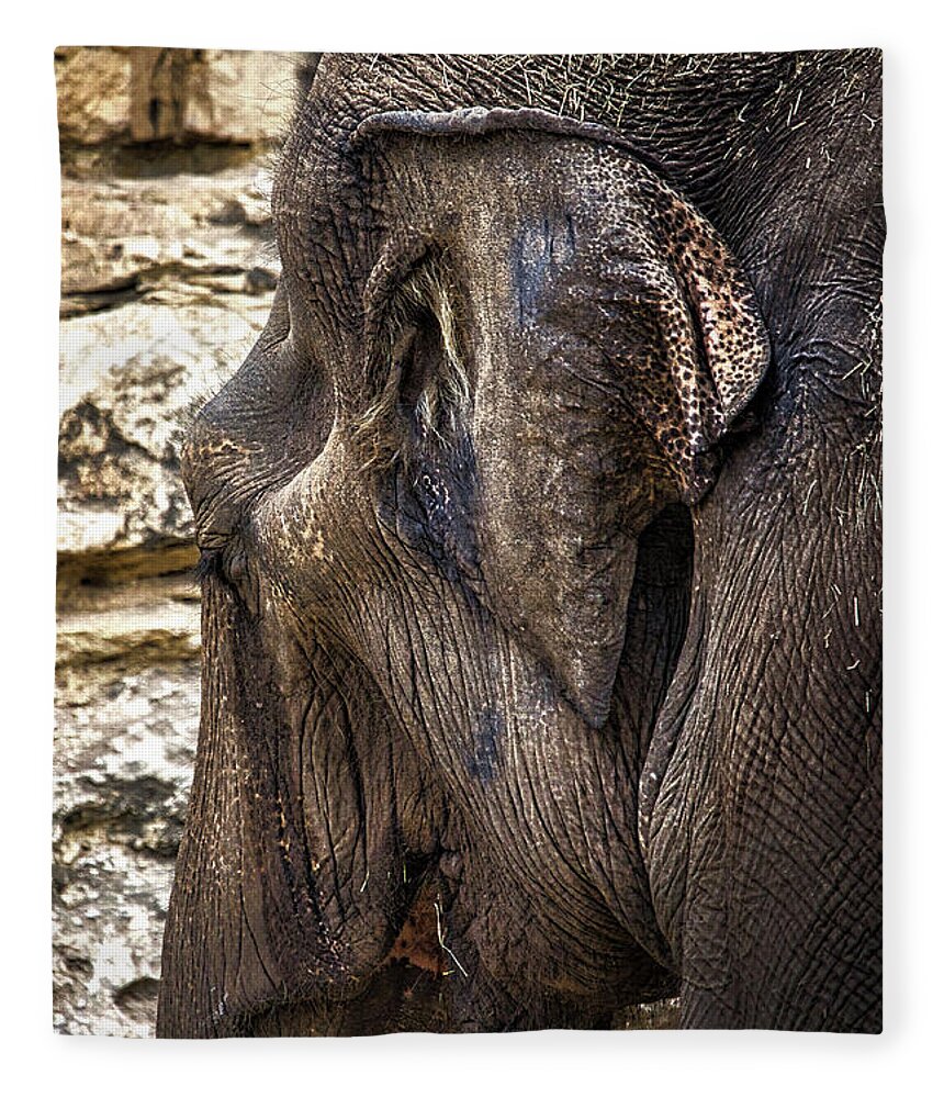 Elephant Fleece Blanket featuring the photograph Indian Elephant by Rene Vasquez