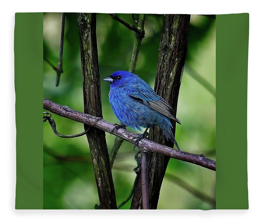 Songbird Fleece Blanket featuring the photograph Indigo Bunting by Ronald Lutz