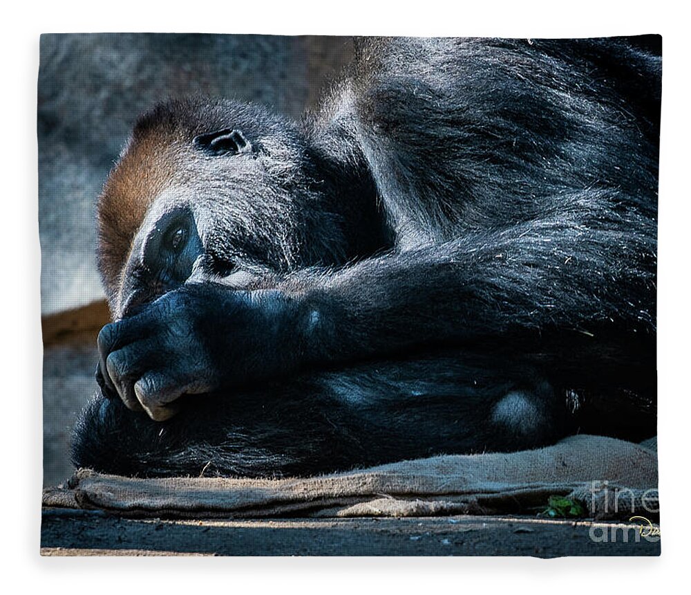 Animals Fleece Blanket featuring the photograph Insomnia by David Levin
