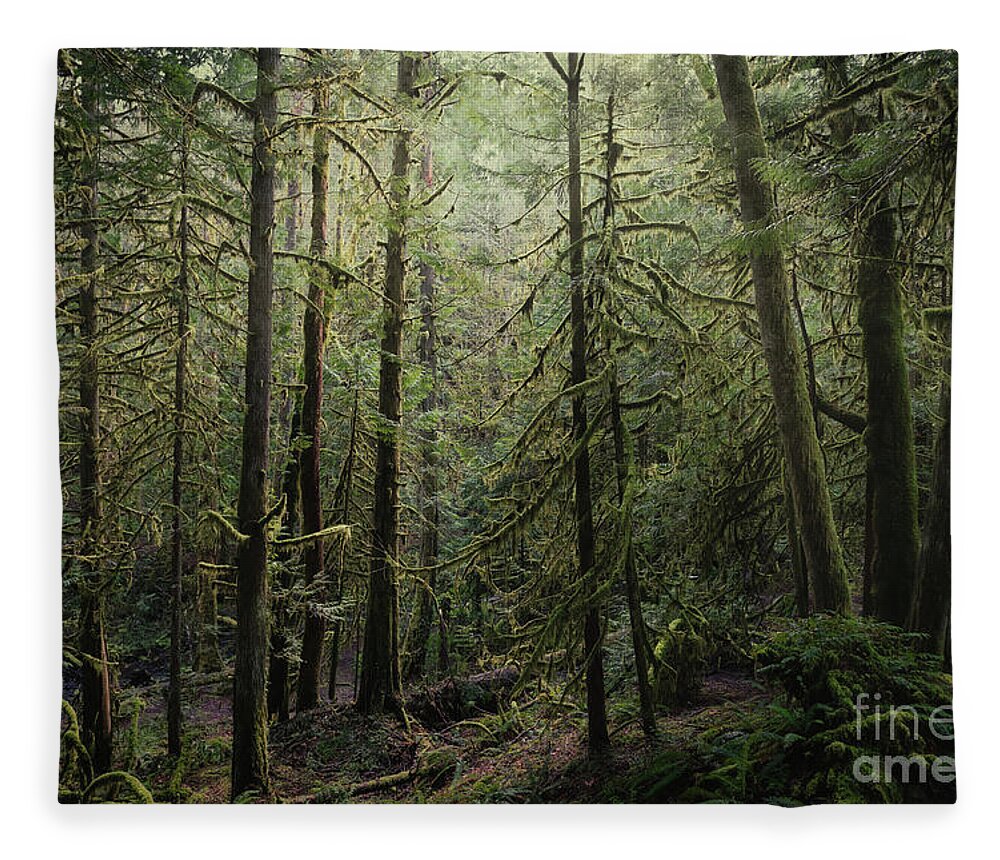 Bc Parks Fleece Blanket featuring the photograph Into The Forest I Go by Carrie Cole