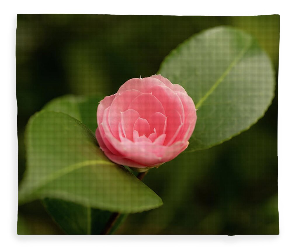 Japanese Camellia Fleece Blanket featuring the photograph Japanese Camellia by Average Images