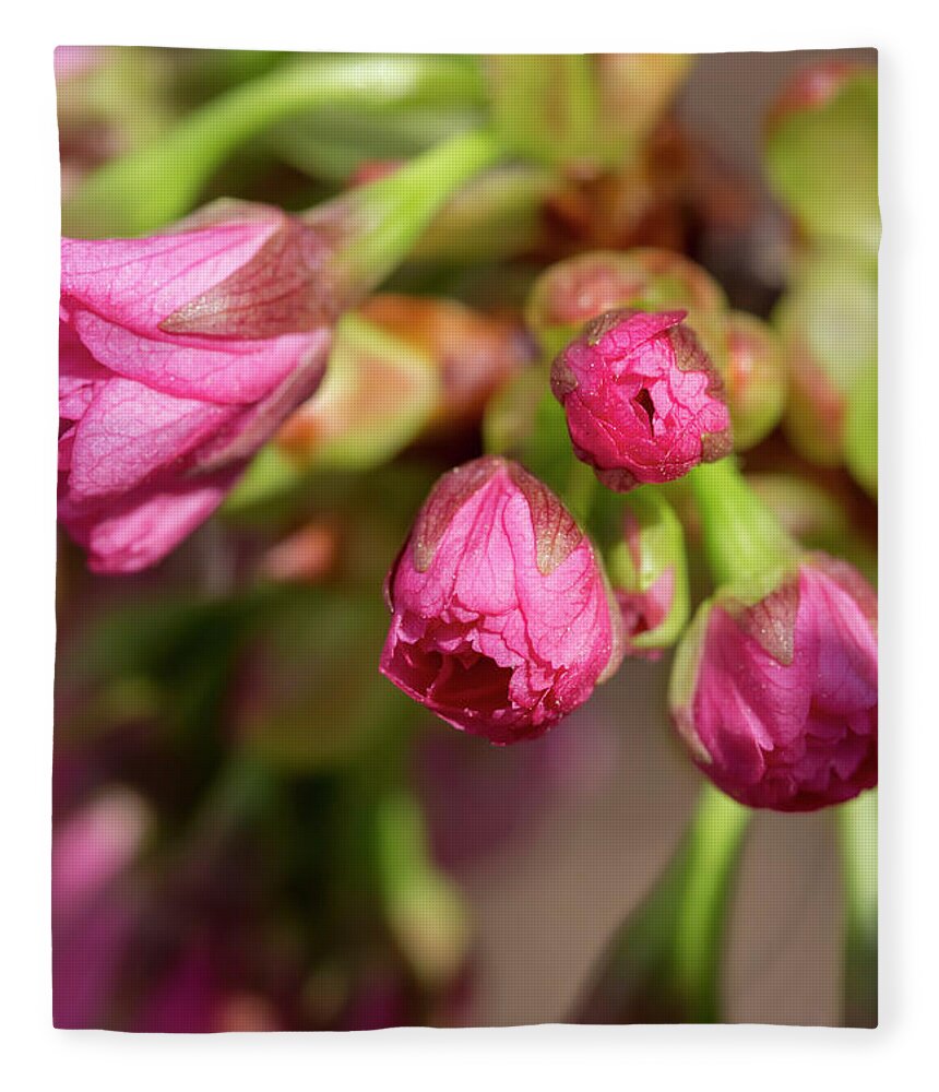 Flower Fleece Blanket featuring the photograph Japanese Flowering Cherry by Dawn Cavalieri