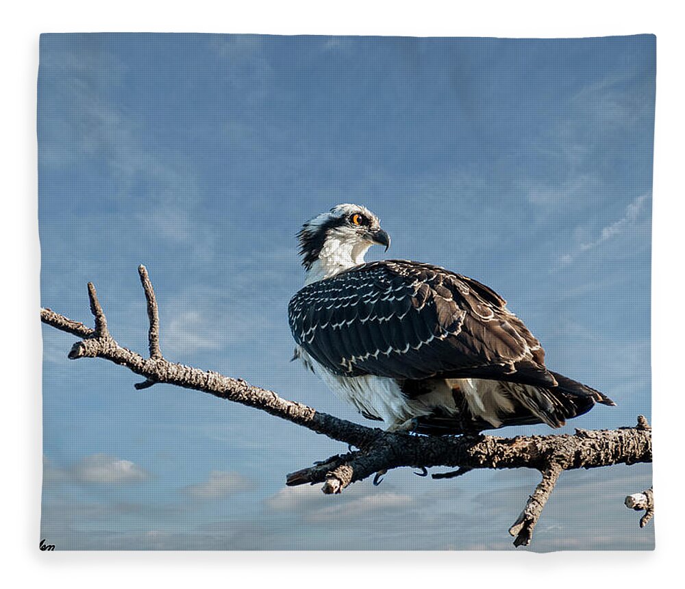 Animal Fleece Blanket featuring the photograph Juvenile Osprey Perched in a Tree by Jeff Goulden