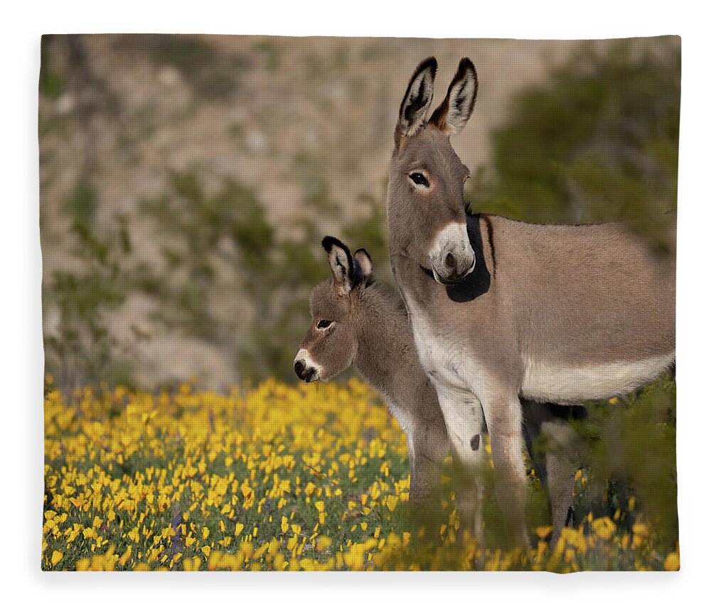 Wild Burros Fleece Blanket featuring the photograph Keeping an Eye Out by Mary Hone