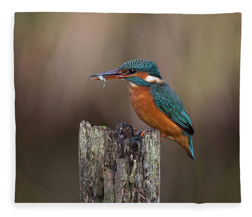 Kingfisher Fleece Blanket featuring the photograph Kingfisher With Fish by Pete Walkden