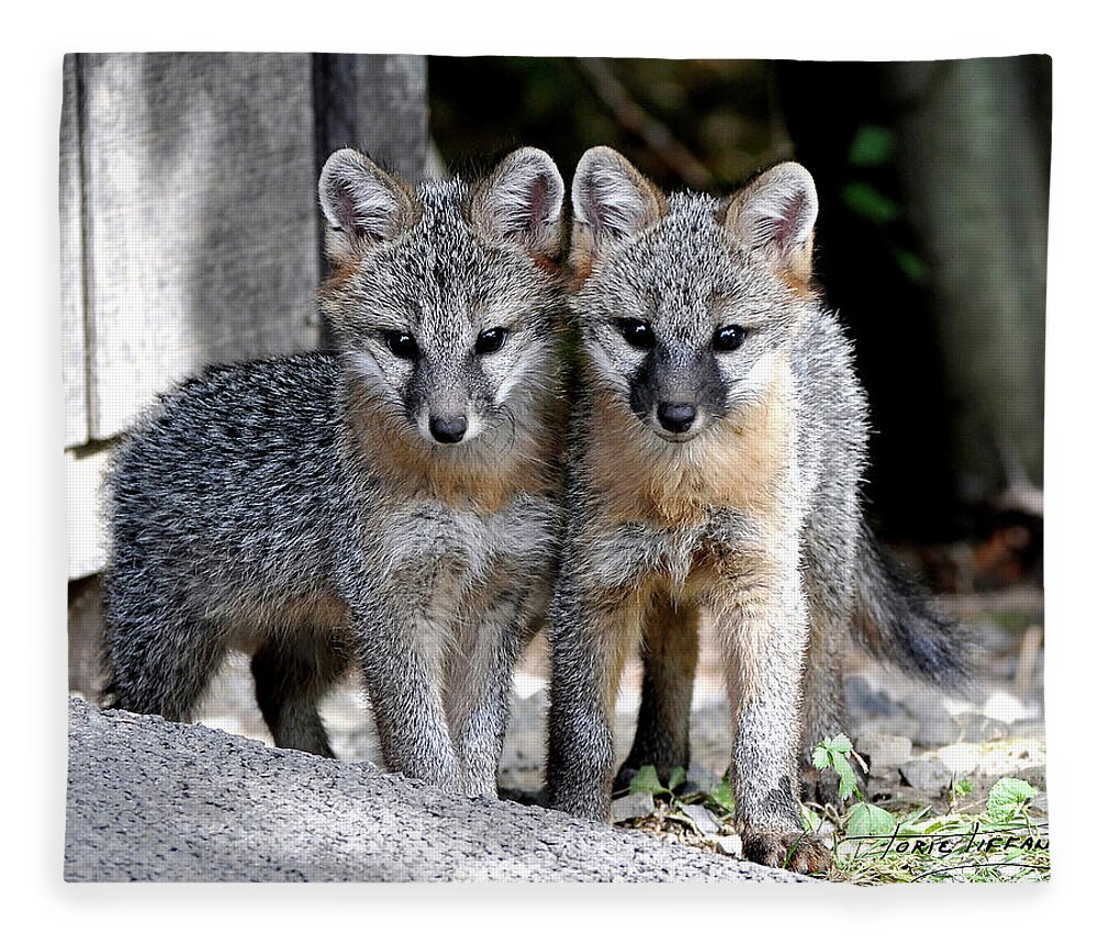 Kit Fox Fleece Blanket featuring the photograph Kit Fox6 by Torie Tiffany