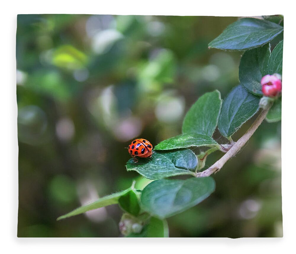 Ladybug Fleece Blanket featuring the photograph Ladybug by MPhotographer