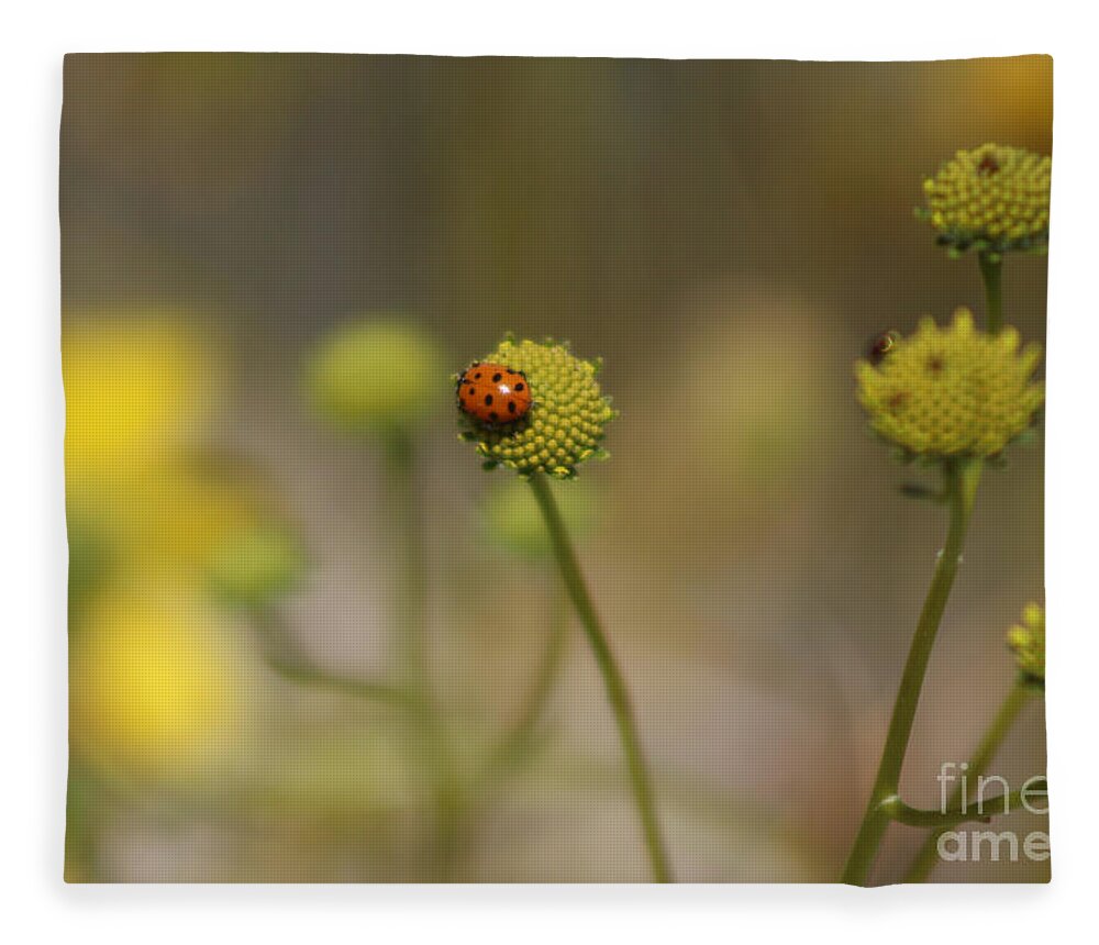 Red Fleece Blanket featuring the photograph Ladybug on Lemon Yellow Wildflowers Coachella Valley Wildlife Preserve by Colleen Cornelius