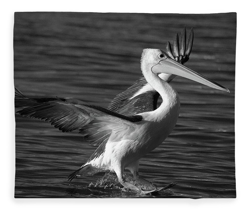 Pelican Fleece Blanket featuring the photograph Landing by Nicolas Lombard
