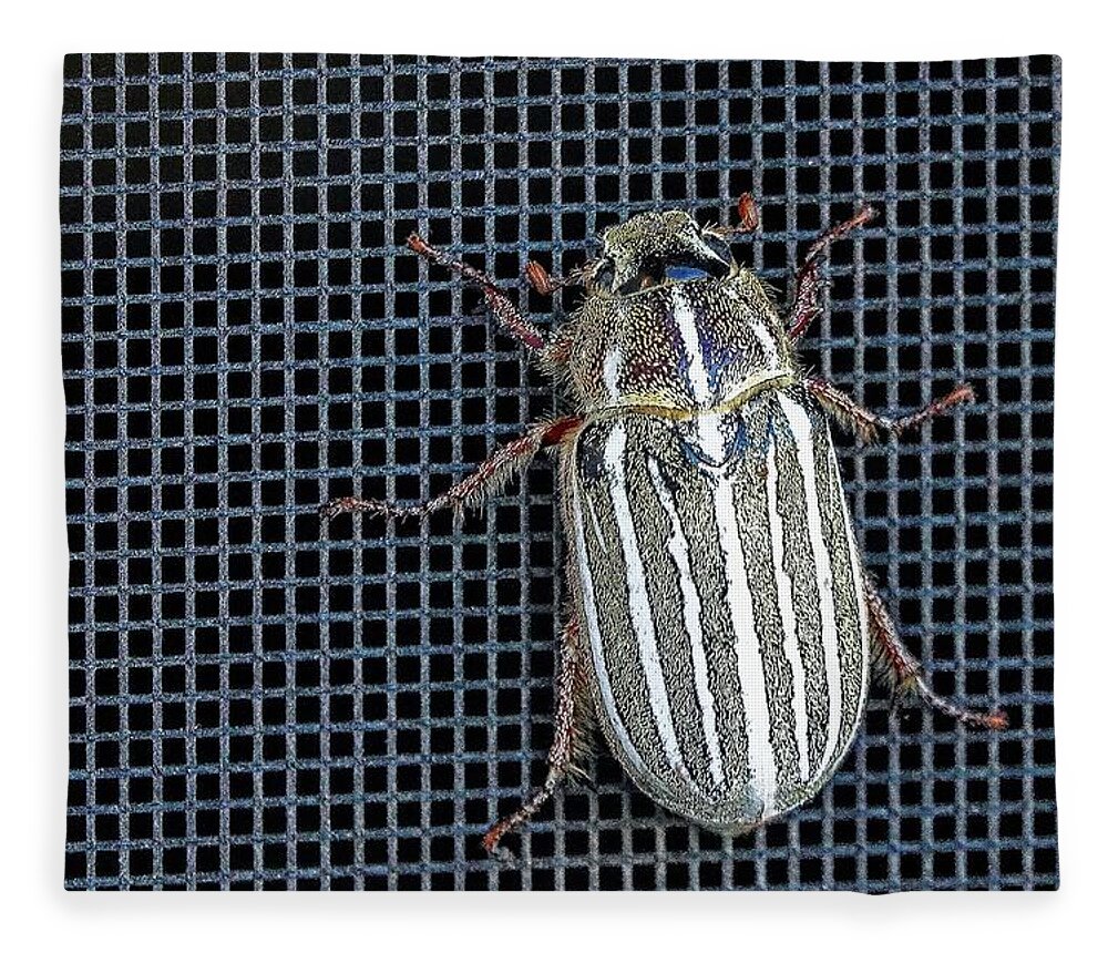 Insect Fleece Blanket featuring the photograph Large Watermealon Beetle by David Desautel