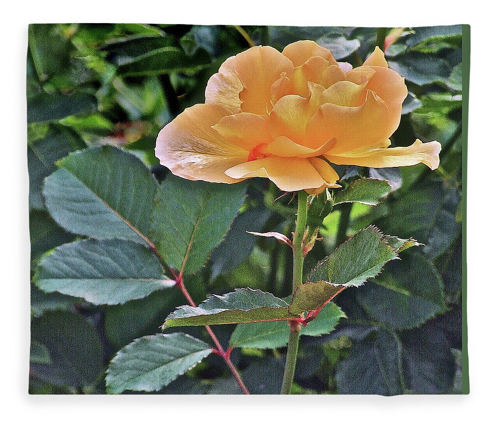 Rose Fleece Blanket featuring the photograph Late Summer Yellow Rose by Janis Senungetuk