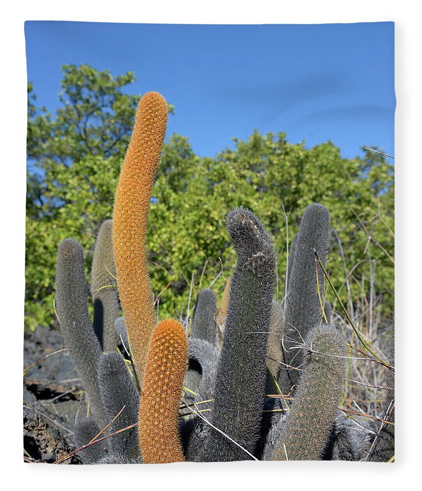 Republic Of Ecuador Fleece Blanket featuring the photograph Lava Cactus, Brachycereus nesioticus, Punta Moreno, Isabela Island, Galapagos Islands, Ecuador by Kevin Oke