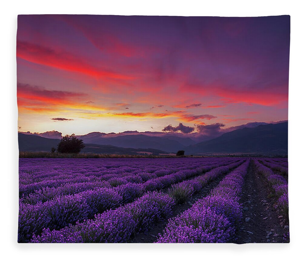 Dusk Fleece Blanket featuring the photograph Lavender Season by Evgeni Dinev
