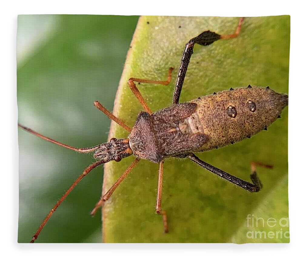 Insect Fleece Blanket featuring the photograph Leaf Footed Bug on Magnolia by Catherine Wilson