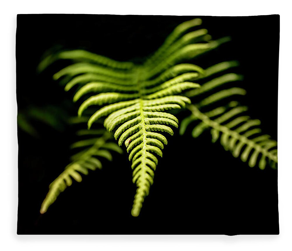 Plant Fleece Blanket featuring the photograph Leaf of a fern by MPhotographer
