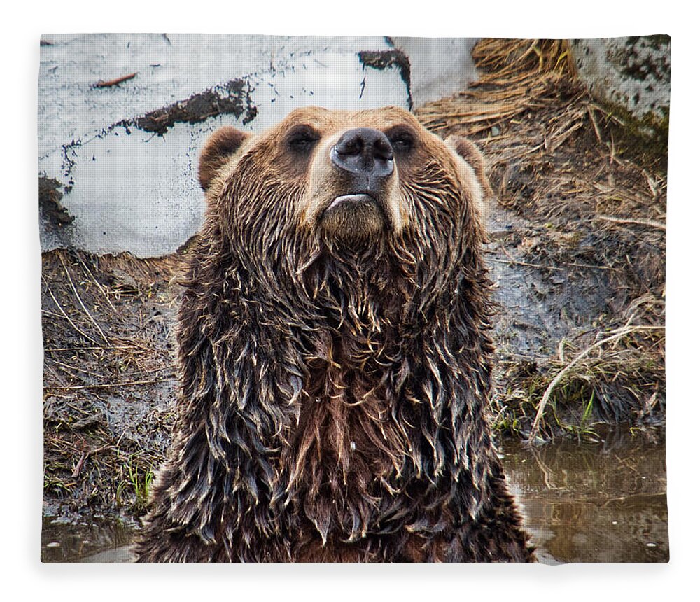 Nature Fleece Blanket featuring the photograph Leave Me Alone Grizzly by Judy Cuddehe