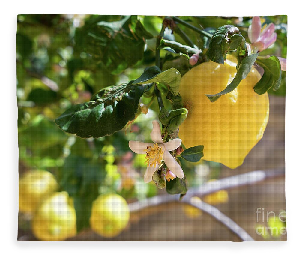 Lemon Tree Fleece Blanket featuring the photograph Lemon blossoms and lovely lemon in the Mediterranean garden by Adriana Mueller