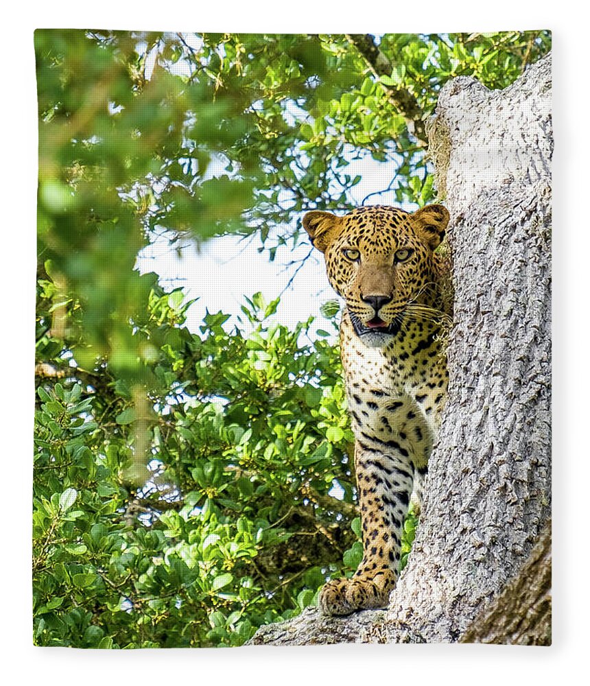 Elephant Fleece Blanket featuring the photograph Leopard at Yala National Park by Arj Munoz