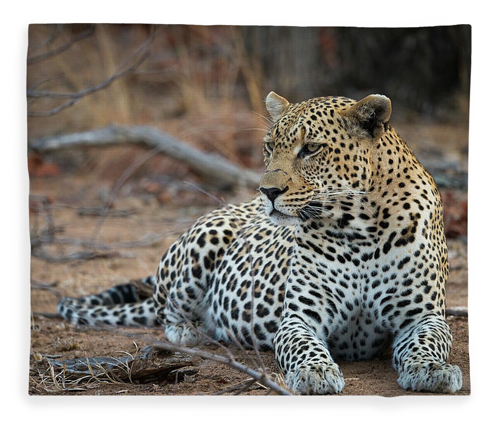 Leopard Fleece Blanket featuring the photograph Leopard of South Africa by Bill Cubitt