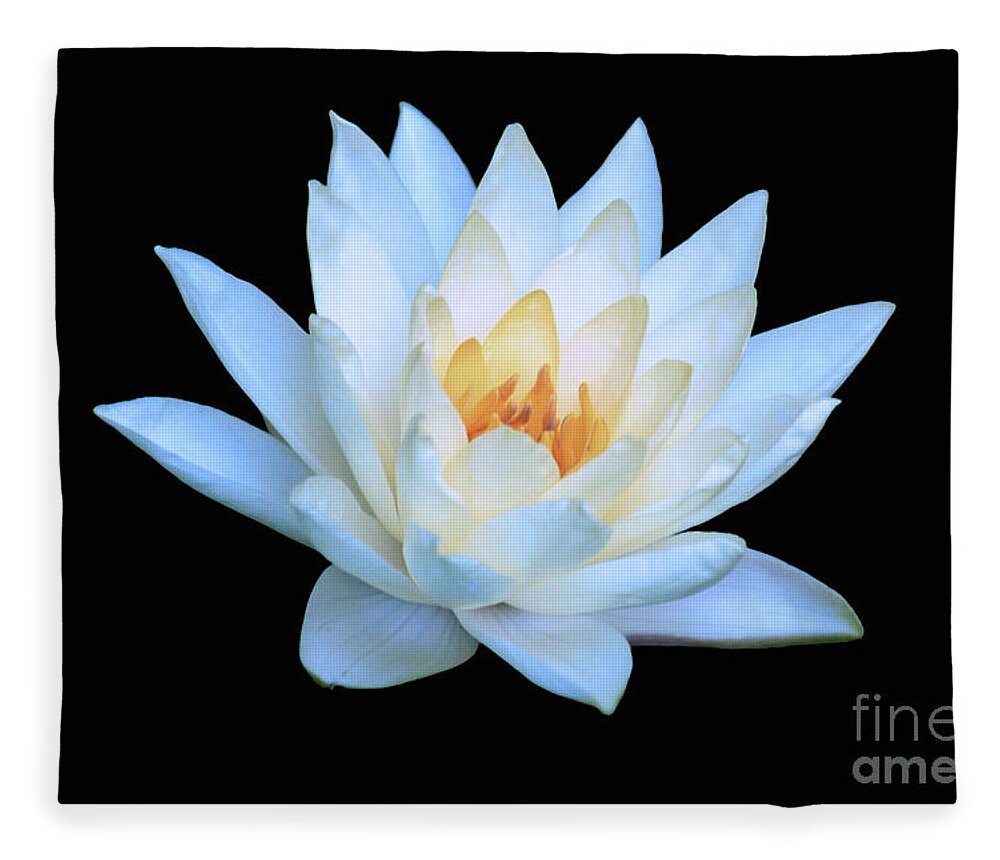 Water Lily; Water Lilies; Lily; Lilies; Flowers; Flower; Floral; Flora; Yellow; White Water Lily; White Flowers; Black; Photography; Painting; Simple; Decorative; Décor; Macro; Close-up Fleece Blanket featuring the photograph Lily Glow by Tina Uihlein