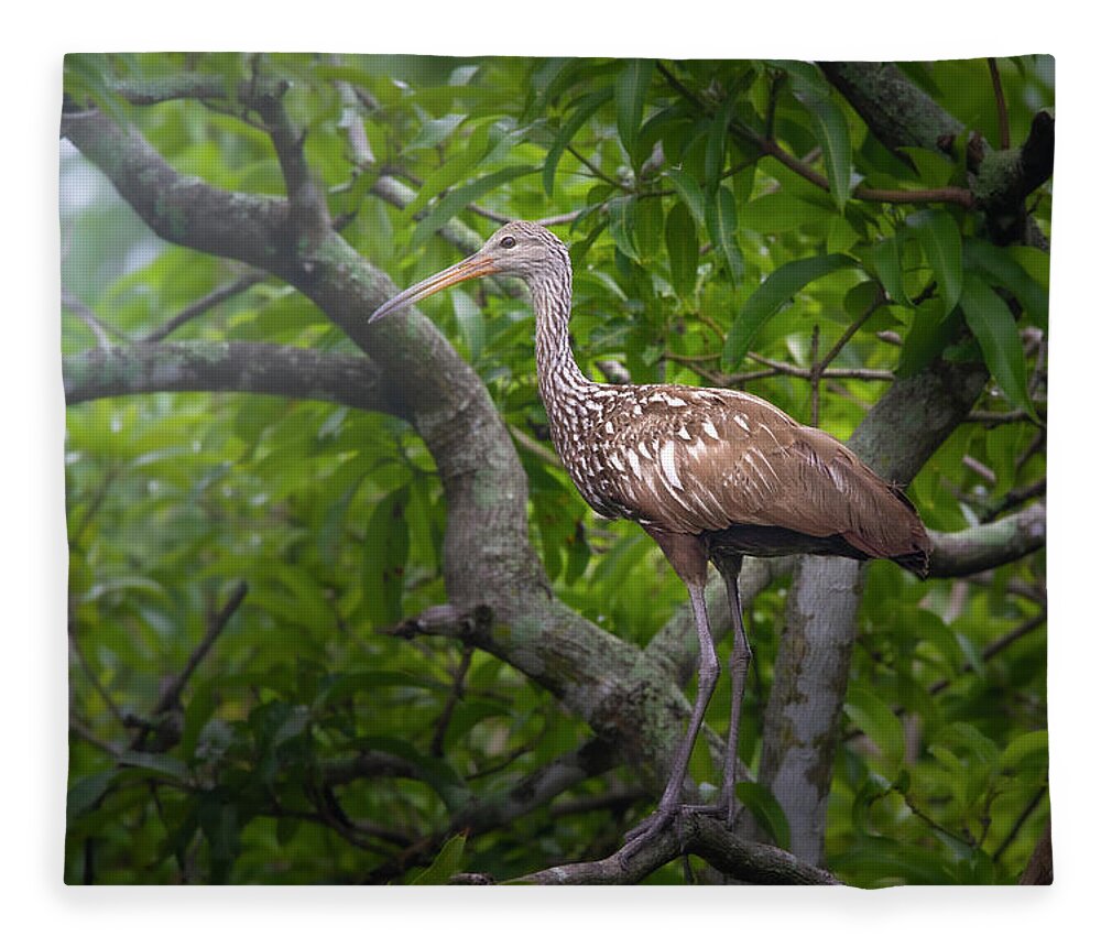 Limpkin Fleece Blanket featuring the photograph Limpkin at Dawn by Mark Andrew Thomas