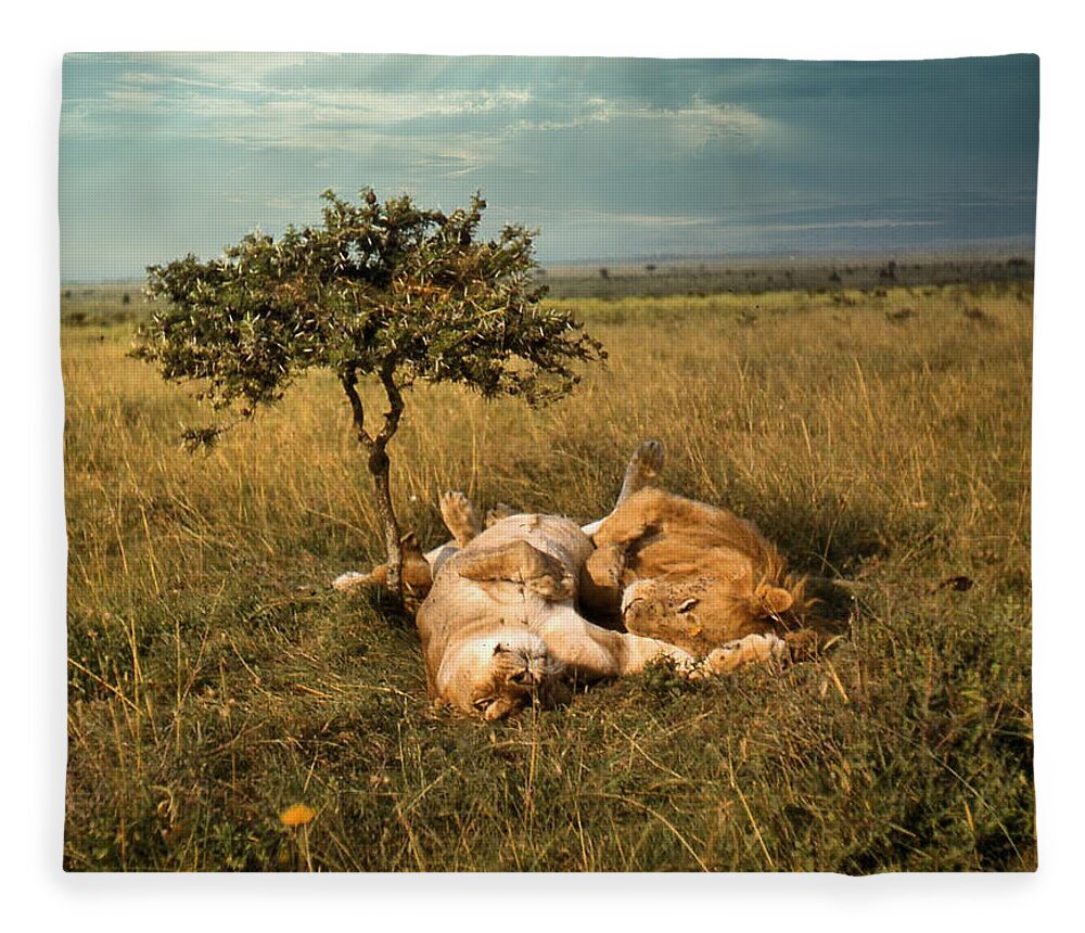 Africa Fleece Blanket featuring the photograph Lion and Lioness Napping by Russel Considine