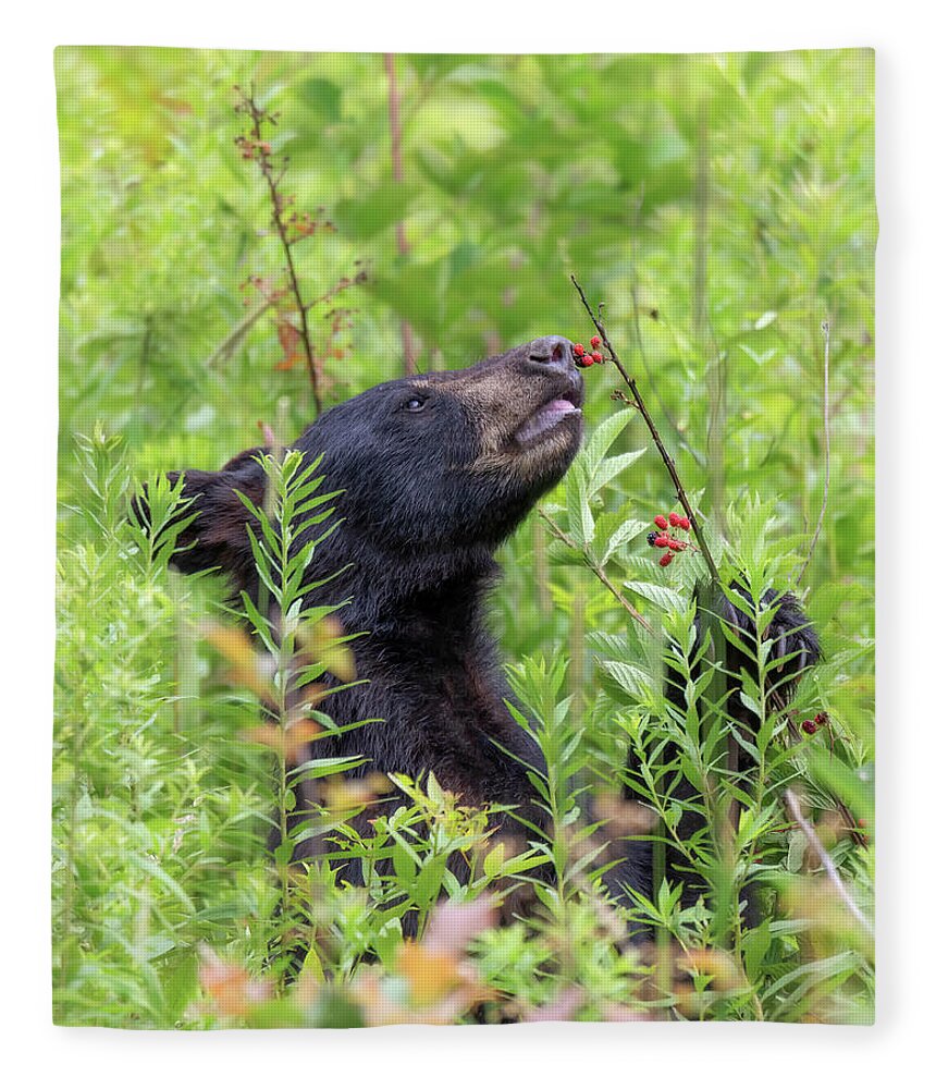 Black Bear Fleece Blanket featuring the photograph Little Berry Eater - Black Bear Yearling by Susan Rissi Tregoning
