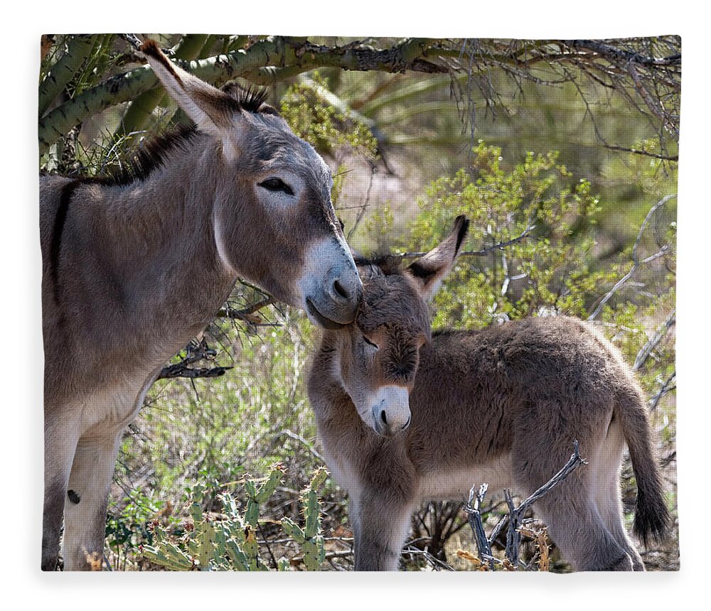 Wild Burros Fleece Blanket featuring the photograph Little Love by Mary Hone
