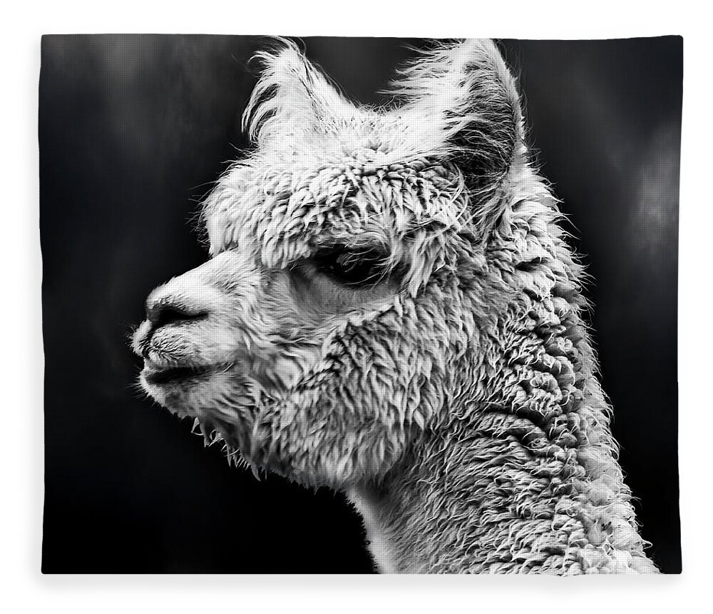 Llama Fleece Blanket featuring the photograph Llama Life by Andrew Dickman