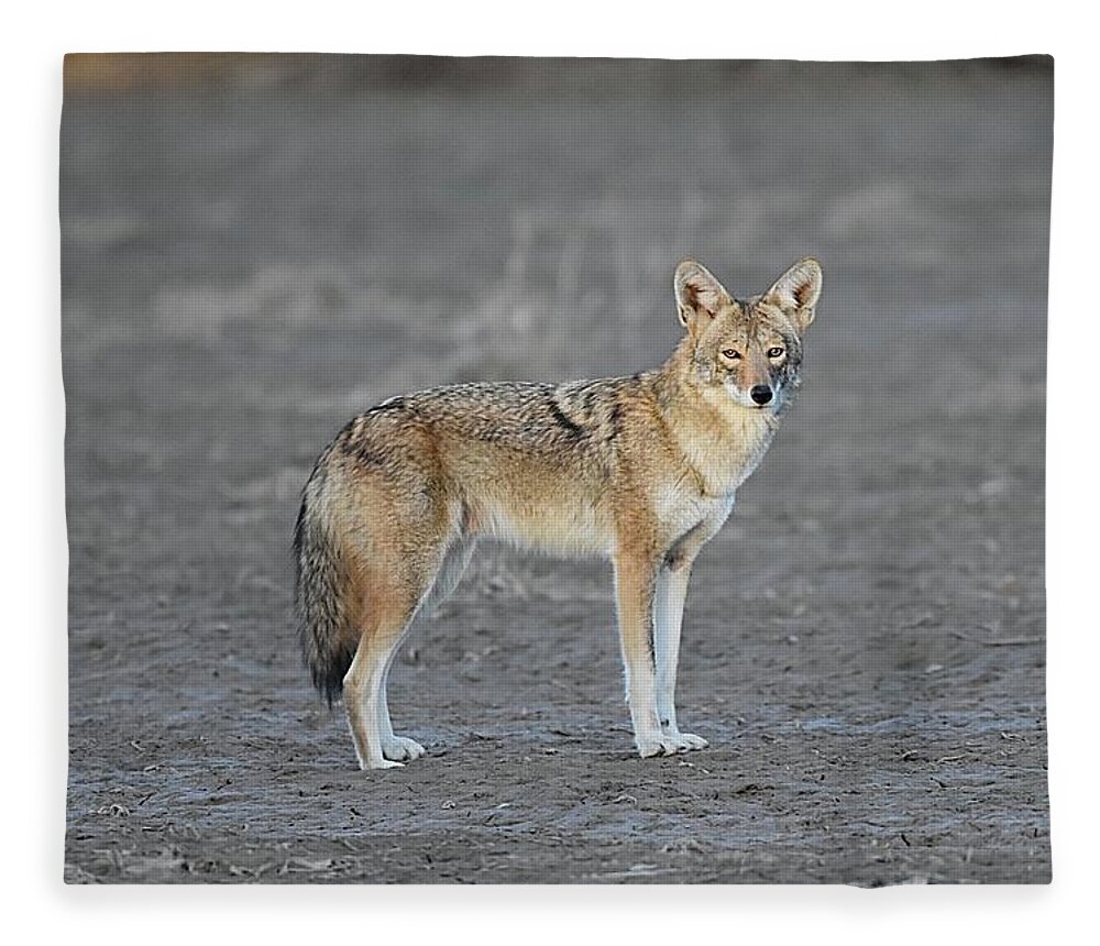 Coyote Fleece Blanket featuring the digital art Loner by Tammy Keyes