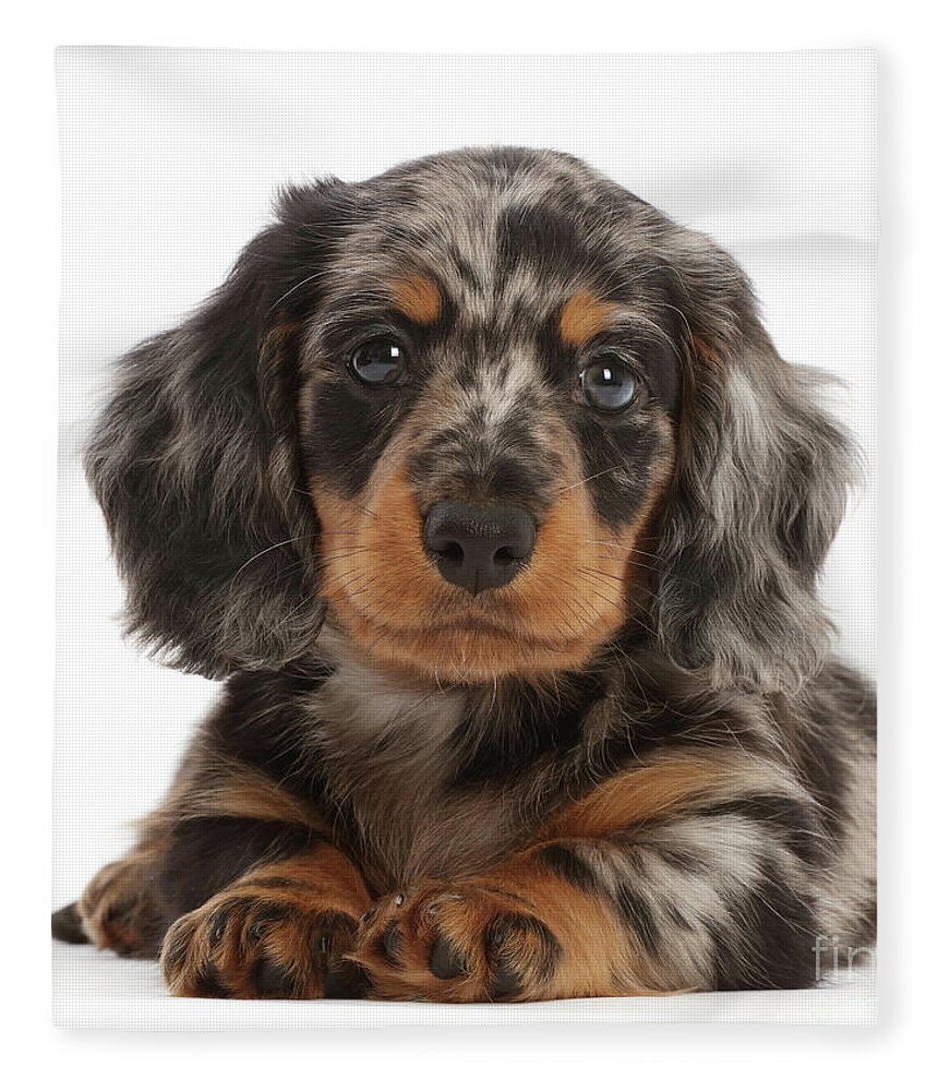 The Long Haired Dachshund: Characteristics, Care, and Grooming Tips -  PawSafe