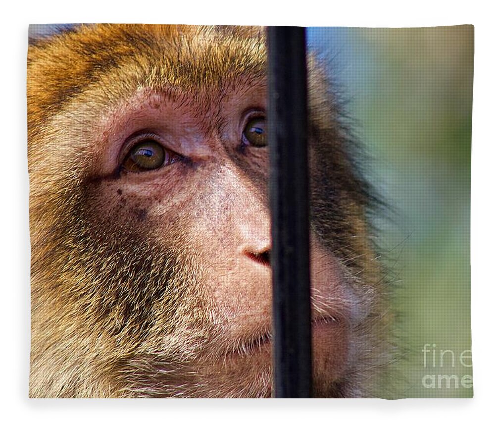 Monkey Fleece Blanket featuring the photograph Longing by Yvonne M Smith