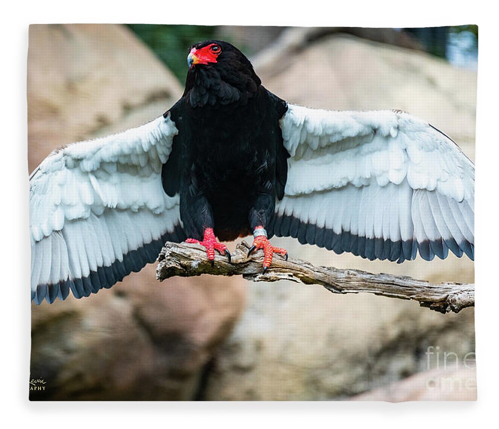 Bateleur Eagle Fleece Blanket featuring the photograph Look at My Wingspan by David Levin