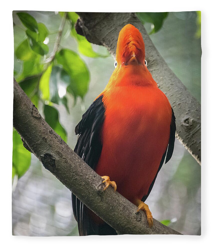 Andean Cock-in-the-rock Fleece Blanket featuring the photograph Looking on Both Sides Simultaneously by David Levin