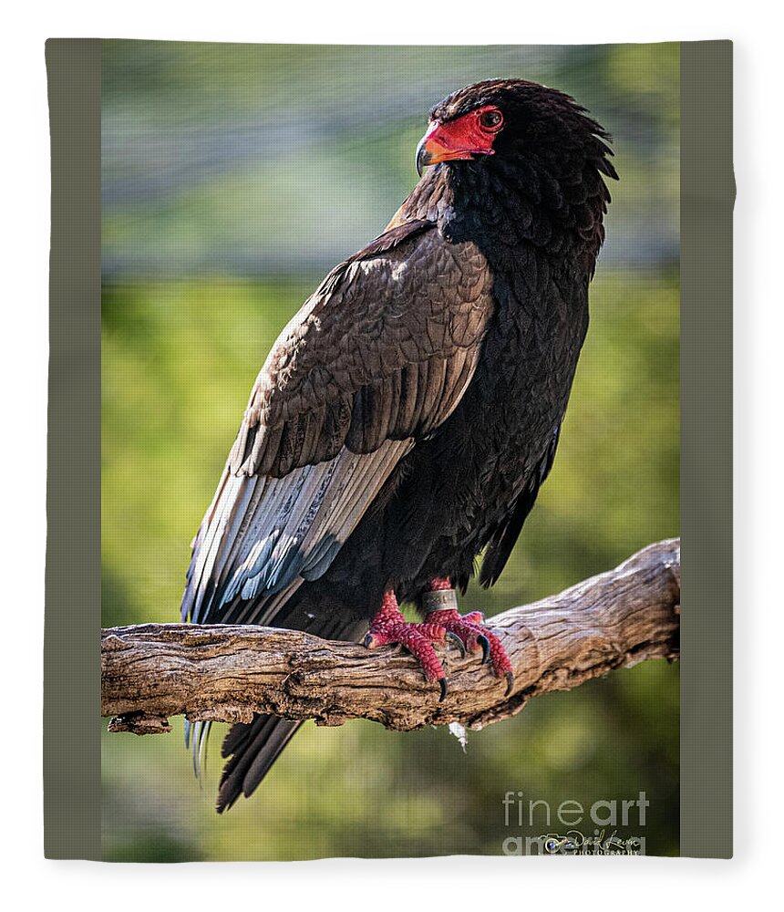 Bird Fleece Blanket featuring the photograph Looking Over My Shoulder by David Levin