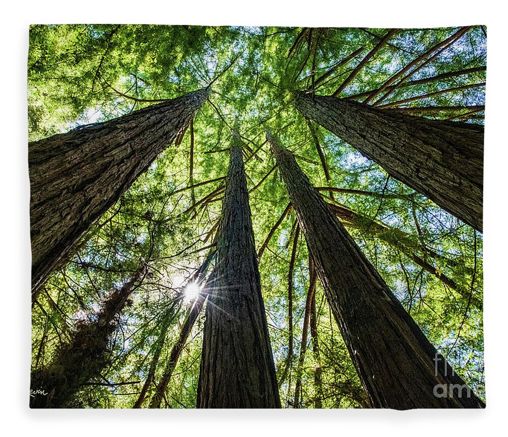 250 Feet Tall Fleece Blanket featuring the photograph Looking Straight Up by David Levin