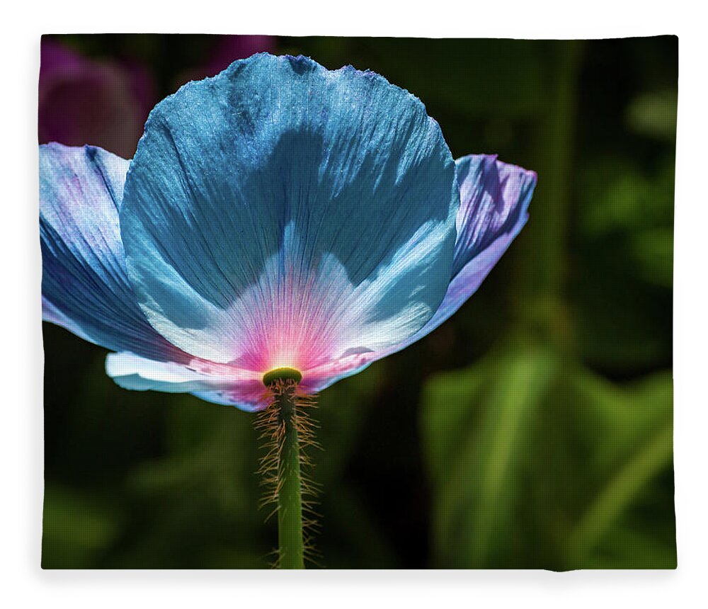 Flowers/plants Fleece Blanket featuring the photograph Looking up - Himalayan Blue Poppy by Louis Dallara