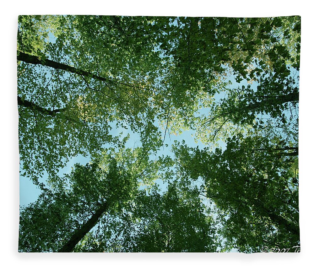 Trees Fleece Blanket featuring the photograph Looking Up by Terri Harper