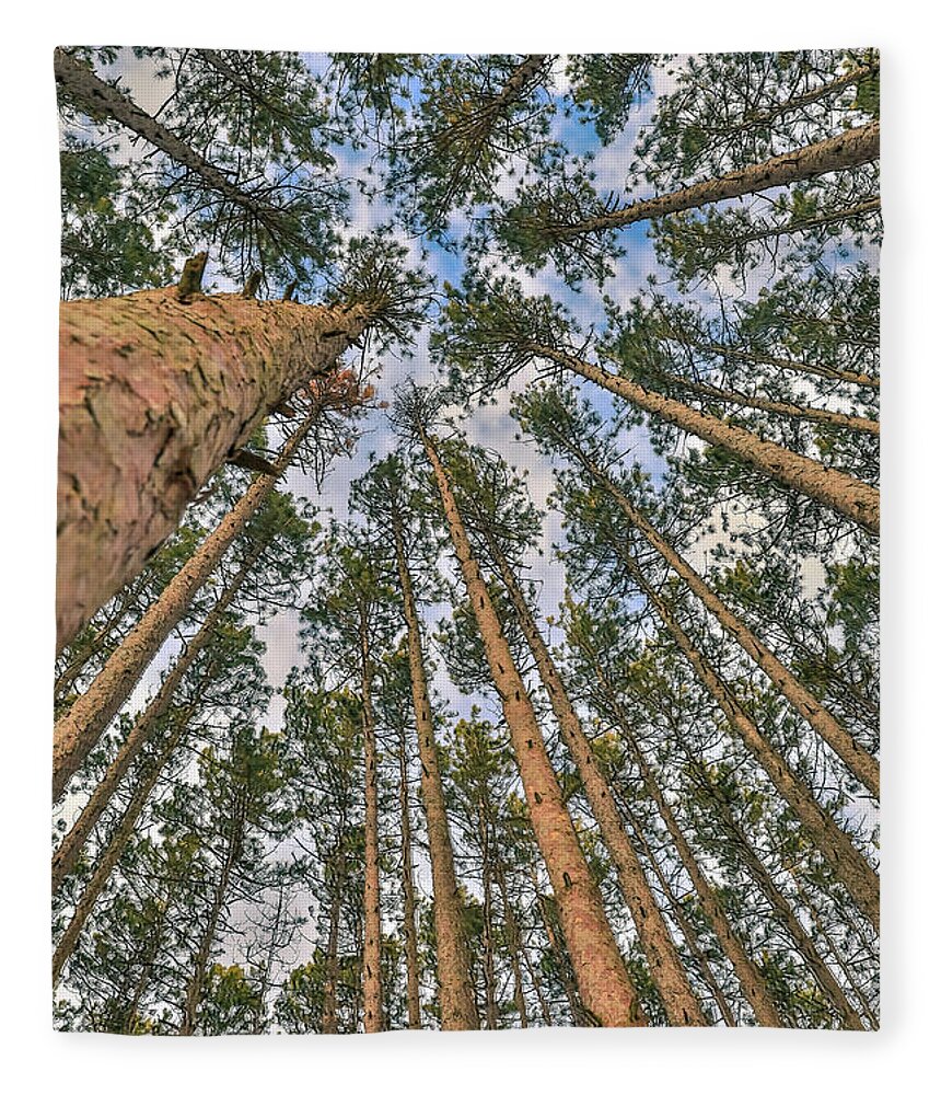 Looking Up Through Pines Fleece Blanket featuring the photograph Looking Up Through Pines by Dan Sproul