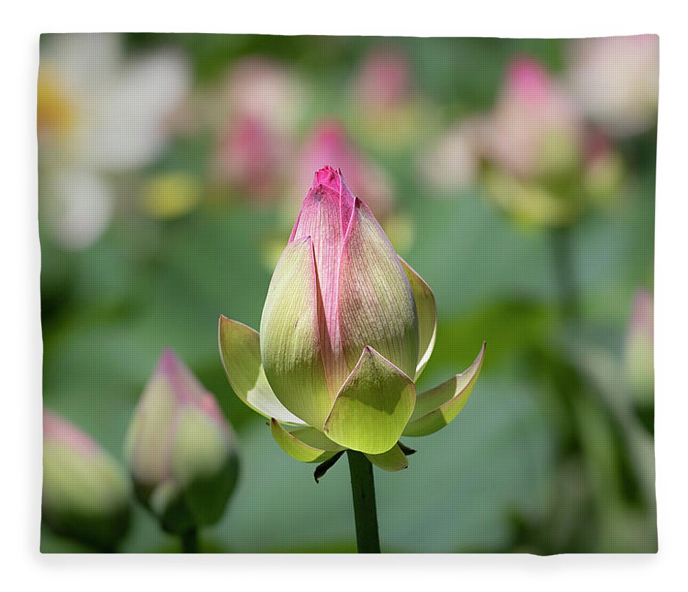 Flower Fleece Blanket featuring the photograph Lotus Buds by Gary Geddes