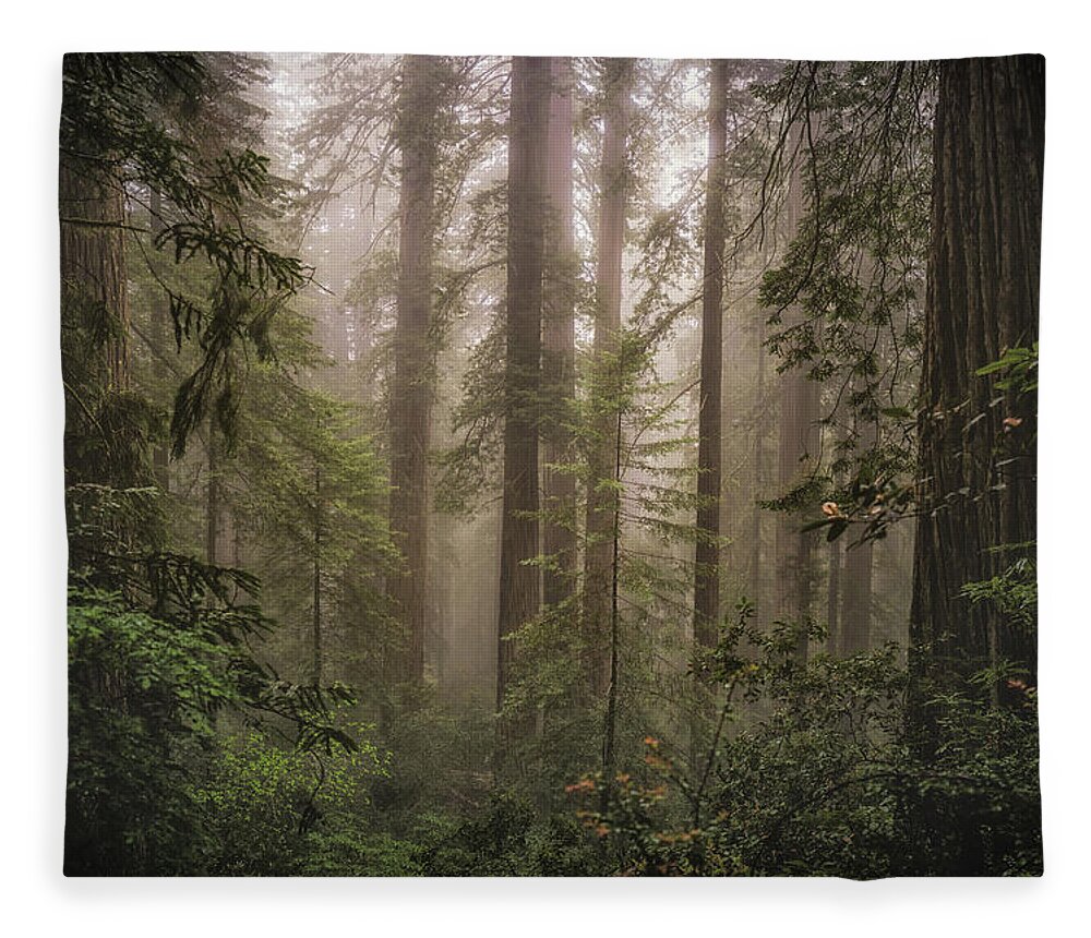 Redwoods Fleece Blanket featuring the photograph Lovely, Dark, and Deep by Jason Roberts