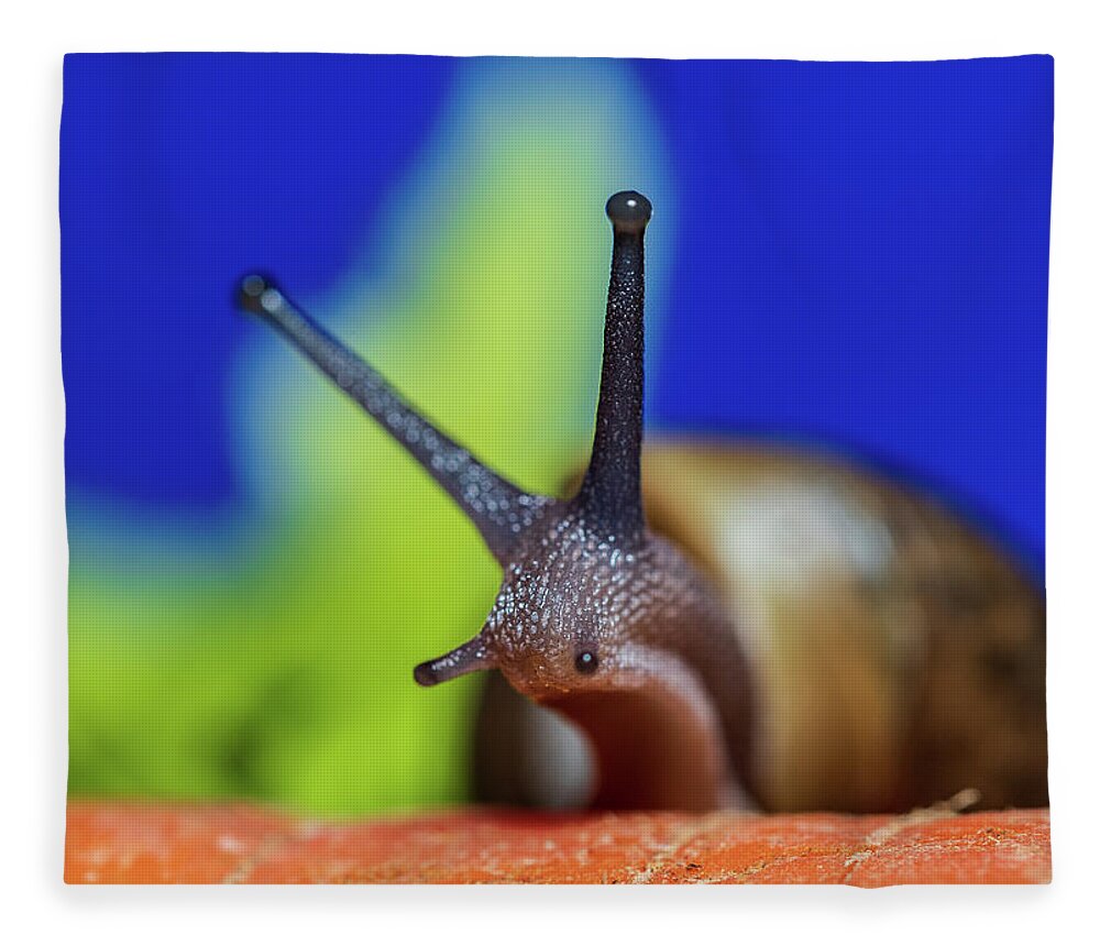 Animals Fleece Blanket featuring the photograph Macro Photography - Snail by Amelia Pearn