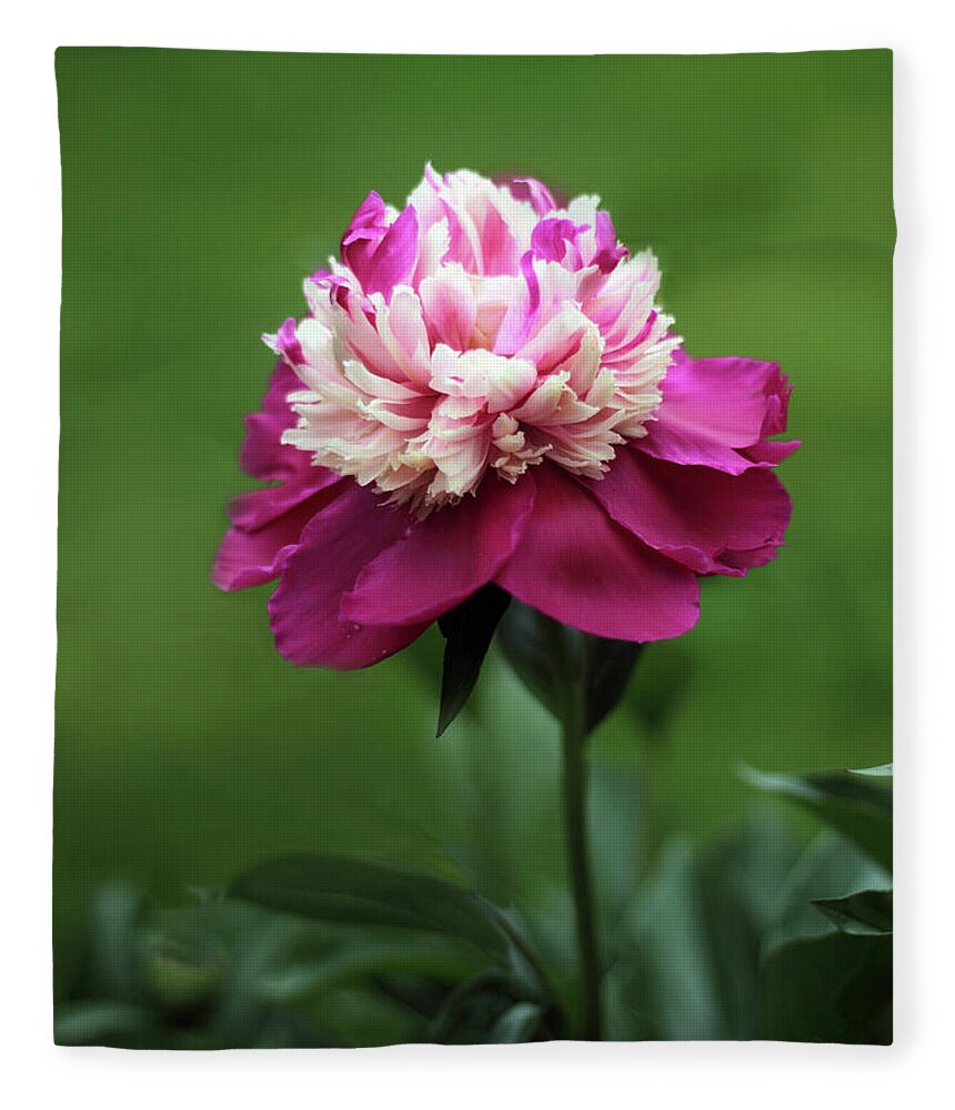 Peony Fleece Blanket featuring the photograph Magenta Jewel by Jessica Jenney