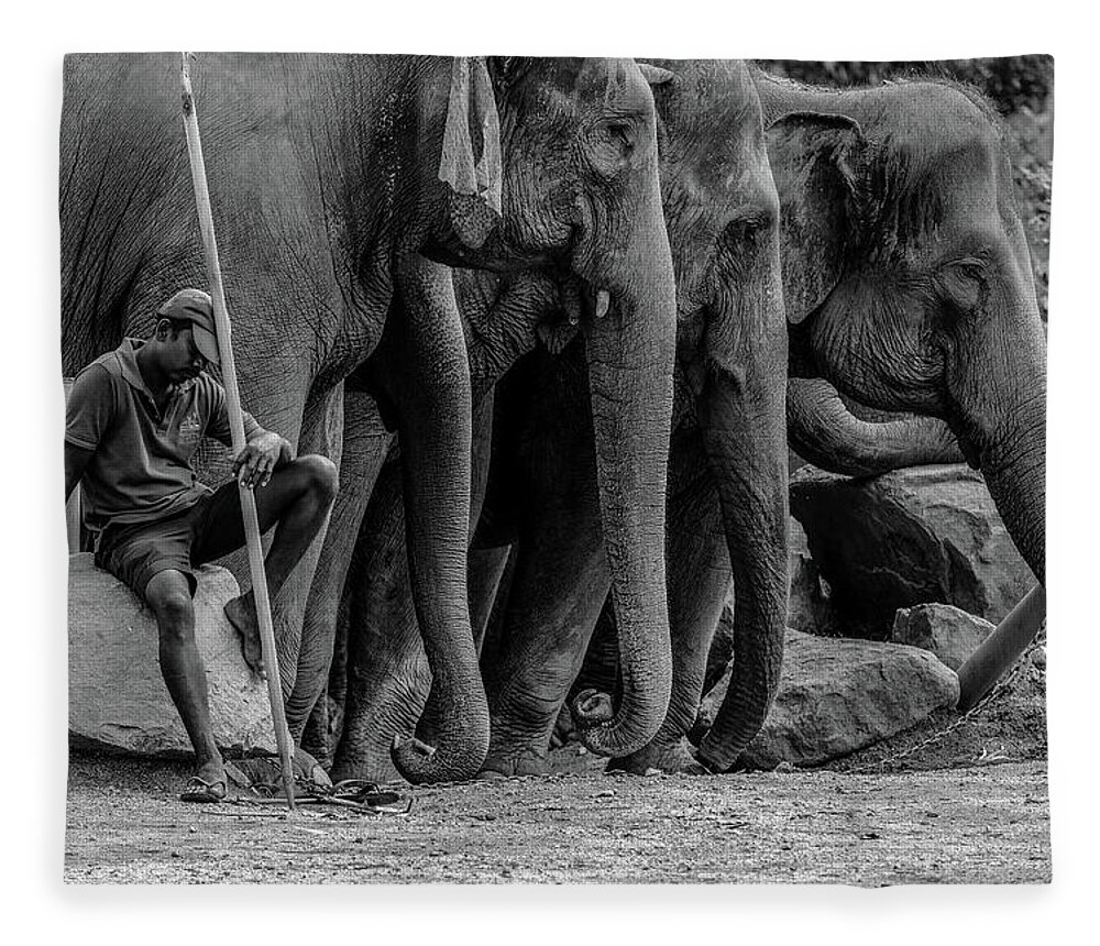 Elephant Fleece Blanket featuring the photograph Mahout and the Elephants by Arj Munoz