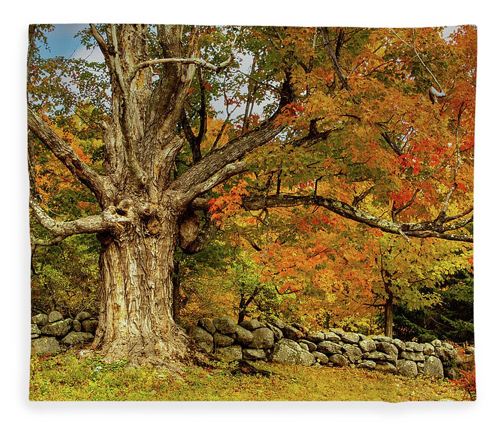 Hillsborough Nh Fleece Blanket featuring the photograph Majestic Maple Fall Colors by Jeff Folger