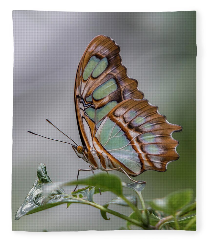 Butterfly Fleece Blanket featuring the photograph Malachite Butterfly Profile by Patti Deters