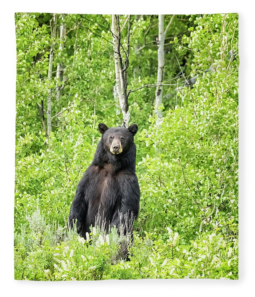 American Black Bear Fleece Blanket featuring the photograph Male Black Bear Looking to Cross the Road, Grand Tetons by Belinda Greb