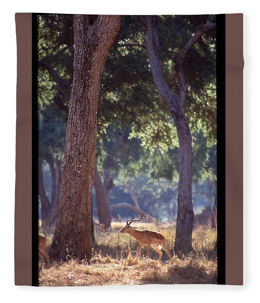 Africa Fleece Blanket featuring the photograph Male Impala in Forest by Russel Considine