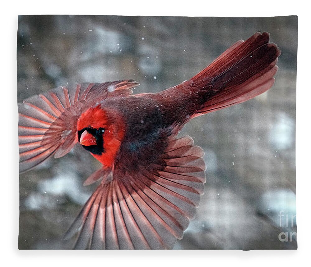 Northern Cardinal Fleece Blanket featuring the photograph Male Northern Cardinal in a Snow Storm by Sandra Rust