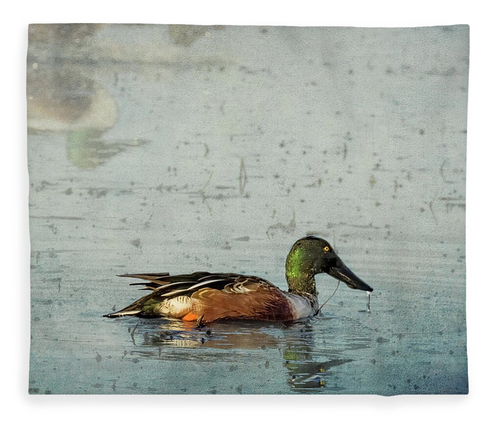 Northern Shoveler Fleece Blanket featuring the photograph Male Northern Shoveler and Company by Belinda Greb